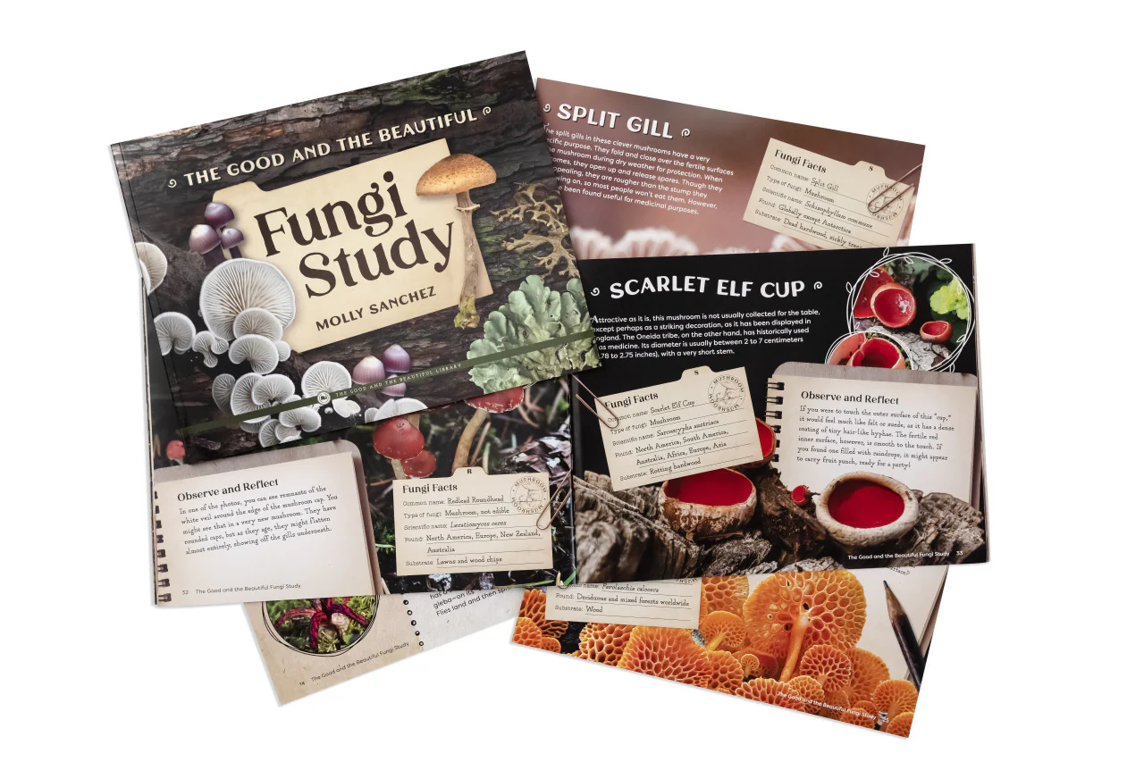 Fungi Study: Kingdoms and Classification Grades 7-8 Extension - Image 3